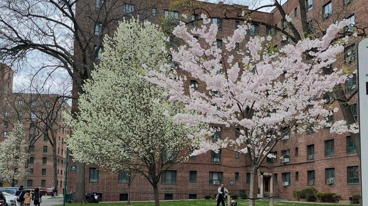 Trees bloom in early spring outside an apartment building in the Bronx borough of New York City in 2026. New York City had the highest number of Emergency Housing Voucher recipients and is scrambling to transition them as the program sunsets. (Robbie Sequeira/Stateline/TNS)