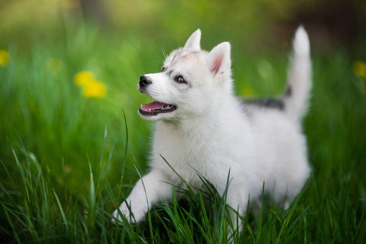  A puppy with Aquarius and Pisces energy.