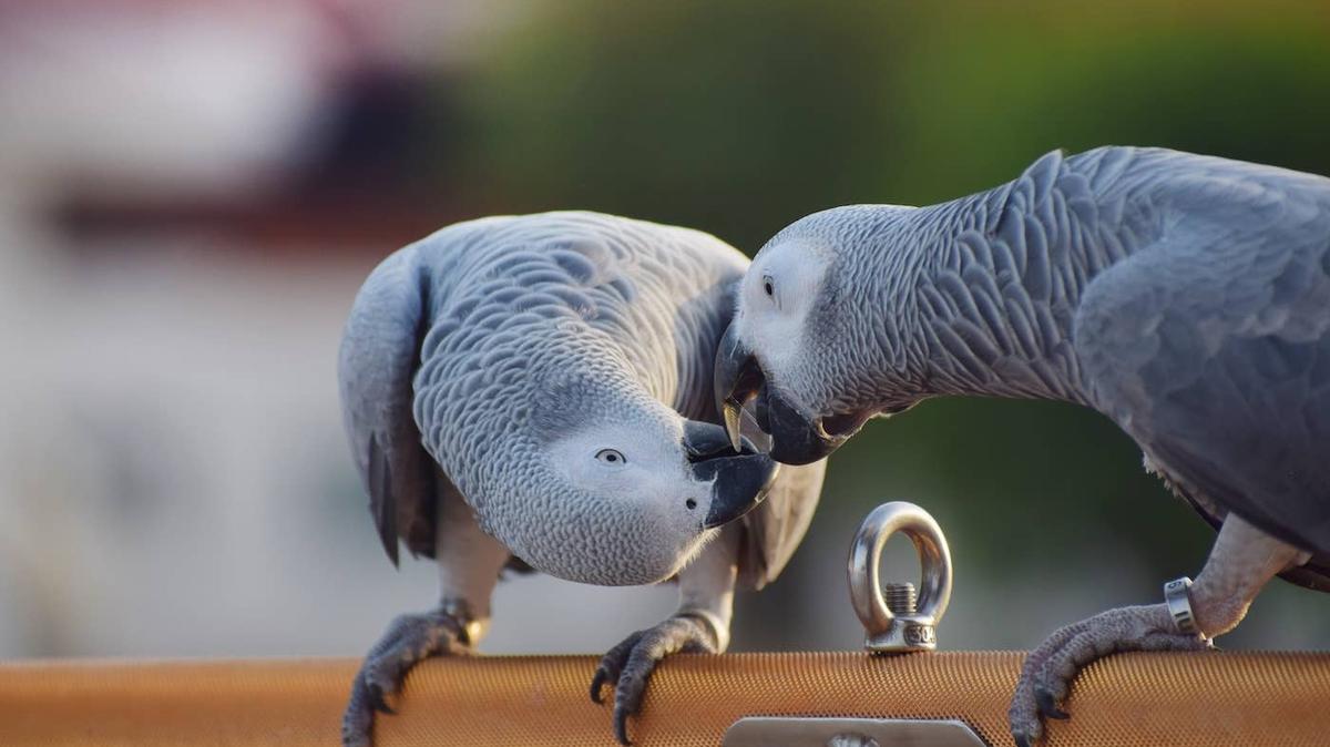 Two African Grey Parrots kissing.