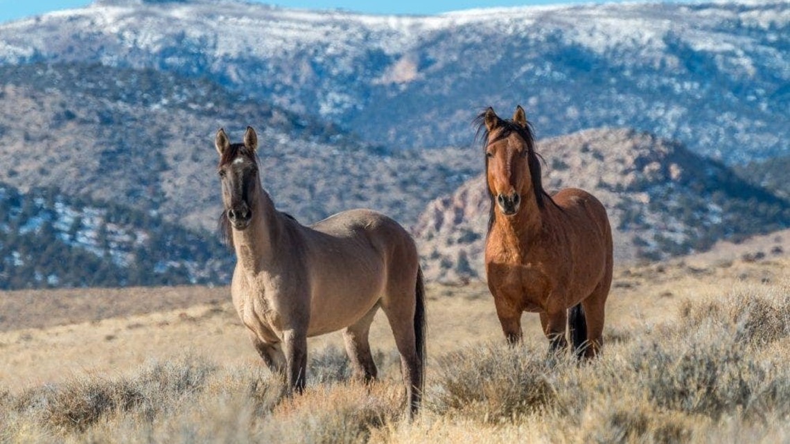 Report: BLM-Sold Wild Horses Found In Slaughter Pipeline 