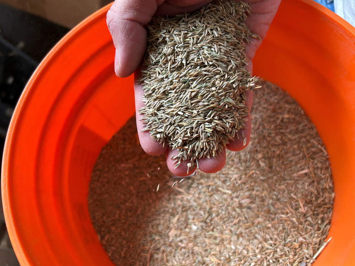 Farmer Lorne Boundy checks out a sample of ryegrass, which is one of the types of grass seed being used for the 2026 World Cup, in Arborg, Manitoba, Canada, May 22, 2026. REUTERS/Ed White