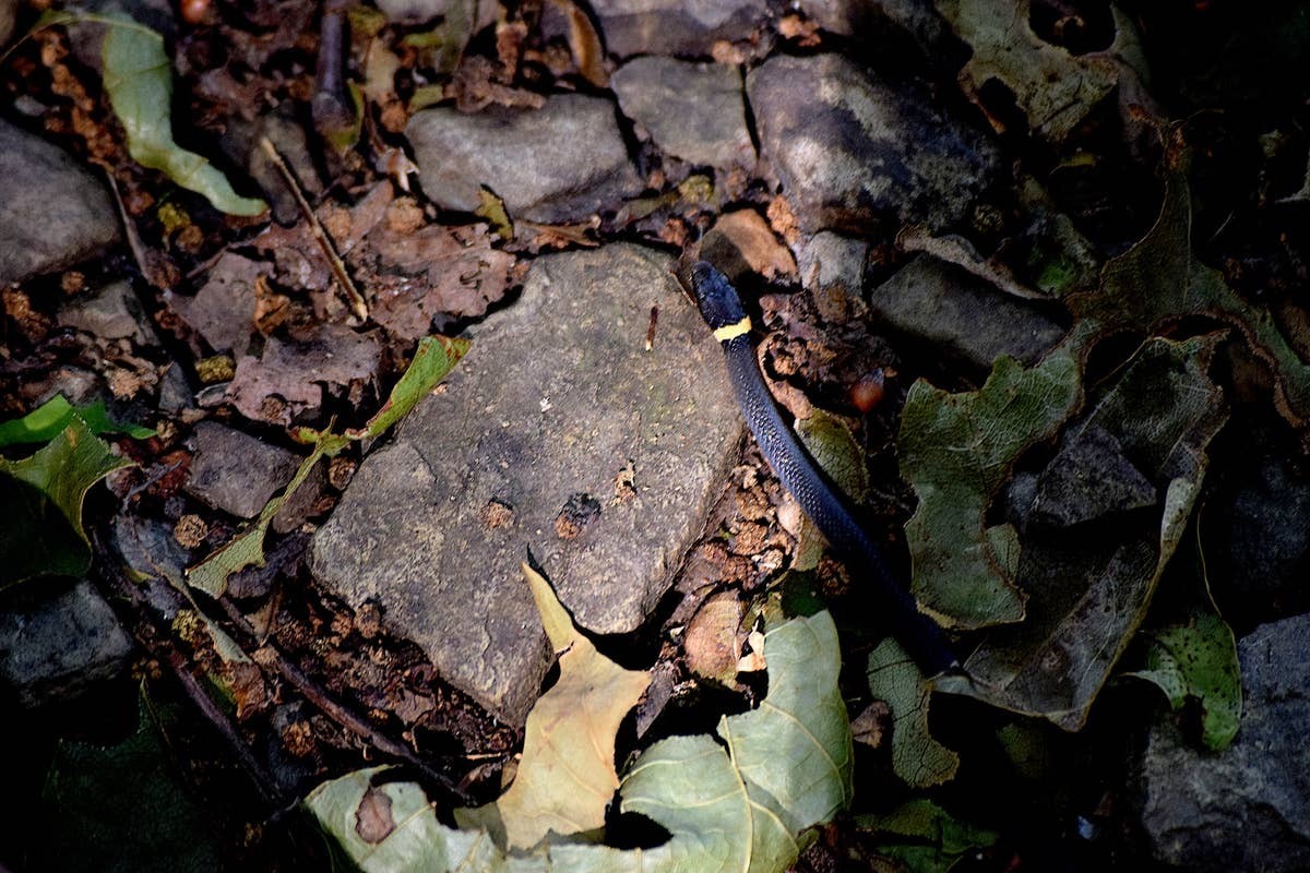 The waters of Oregon's lakes and rivers can conceal more snakes than people realize.