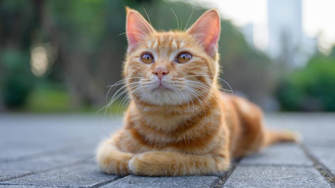 Dave the Orange Cat is 'Bewitched' By a Surprising Object Outside, and We Can't Stop Laughing 