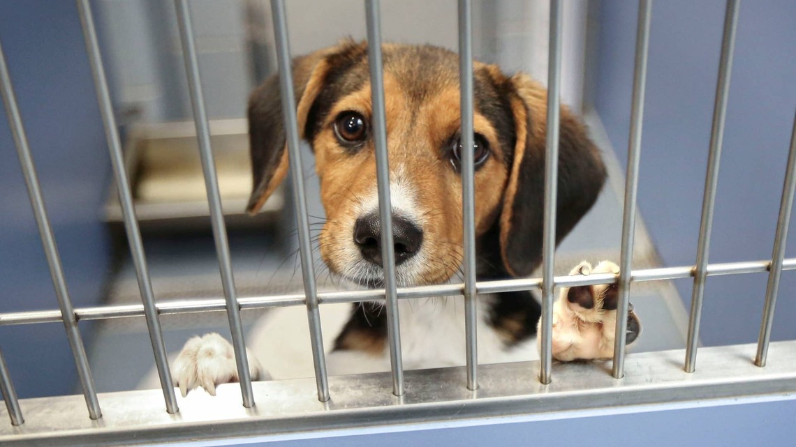 A Rescued Ridglan Farms Beagle Is Back at the Shelter and Hoping the Right Family Finally Gives Her a Chance 