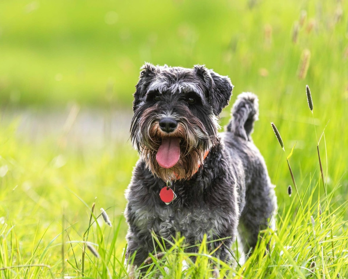  An small alert and intelligent dog ready to protect its home and owner.
