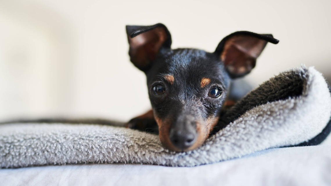 Dachshund Has the Sweetest Way of Letting Mom Know She's Ready for Bed 