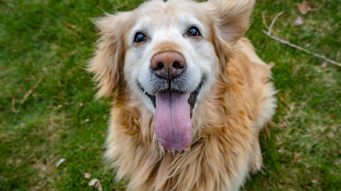 This Golden Retriever's Adorable Reaction to an Unexpected Guest Proves Grandmas Make Everything Better 