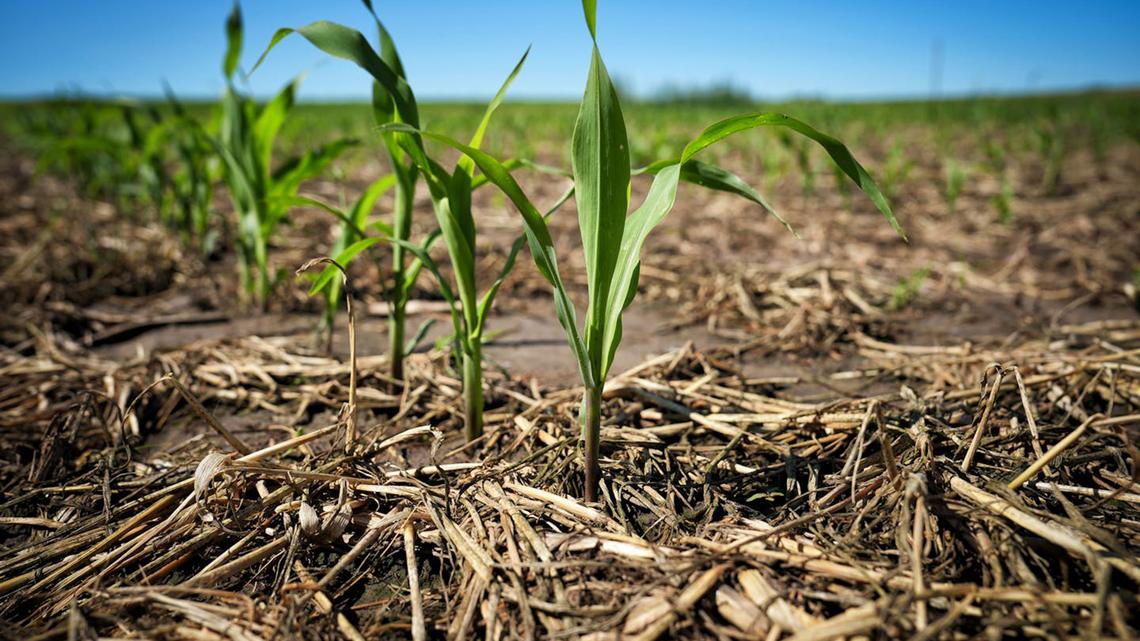 A herbicide linked with Parkinson's disease could soon be banned in Minnesota 