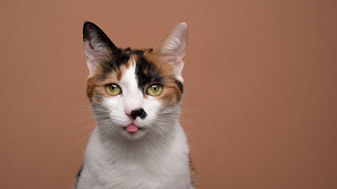 This Wobbly Shelter Cat Was Free, and Her Family Got the Absolute Deal of a Lifetime 