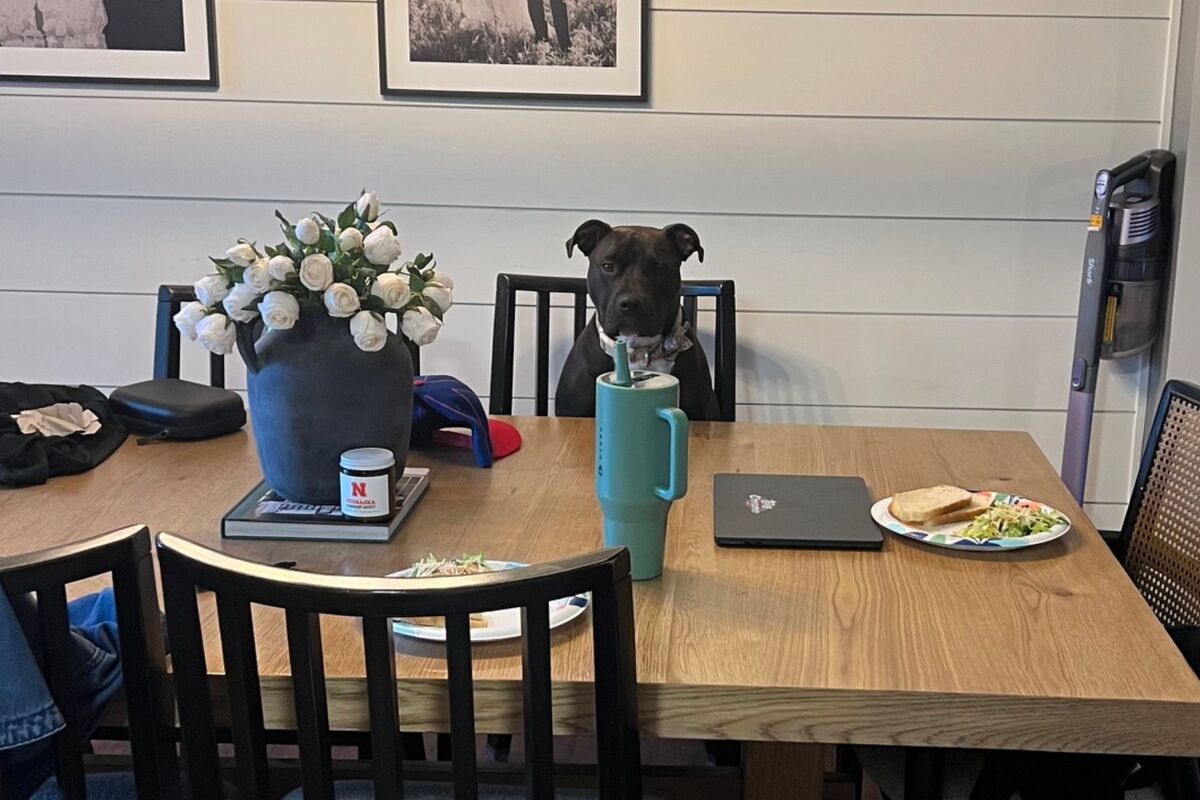  Photo of Maggie, a 1-year-old rescue dog, sitting on a chair at the dinner table. 