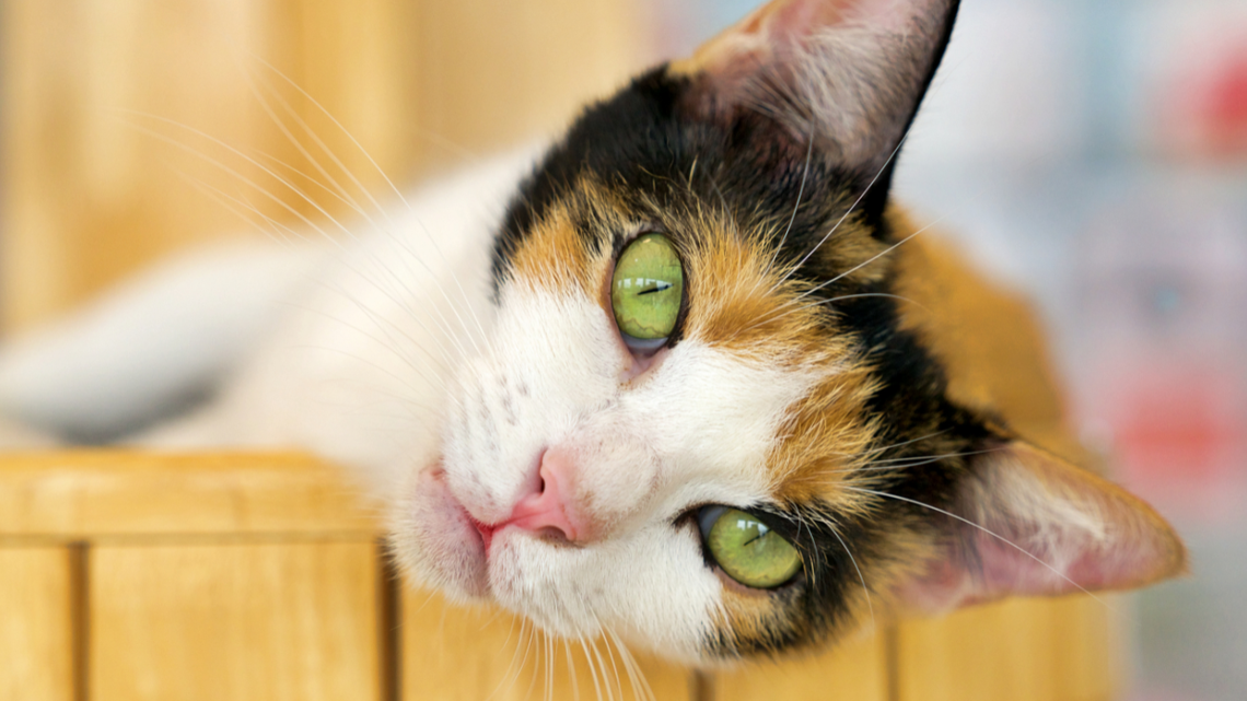 Disabled Cat Tries Custom Feeding Station and Mealtime Is Finally Easier 