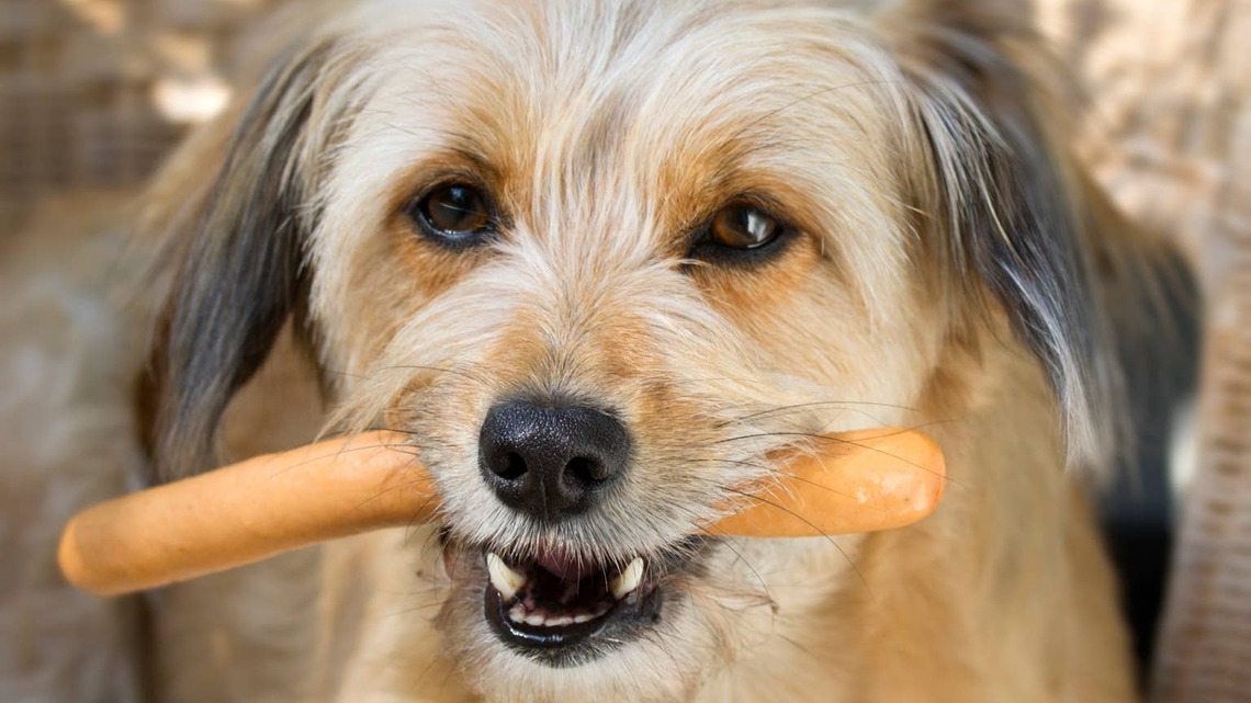 Miami Marlins Issue 'Wanted' Poster for Dog Who 'Didn't Get the Hot Dog' 