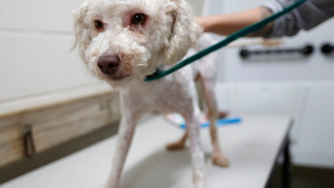 Strangers Online Raised the Money to Fly a Dumpster Rescue Dog Home to His Rescuer, and His Transformation Left Them Speechless 