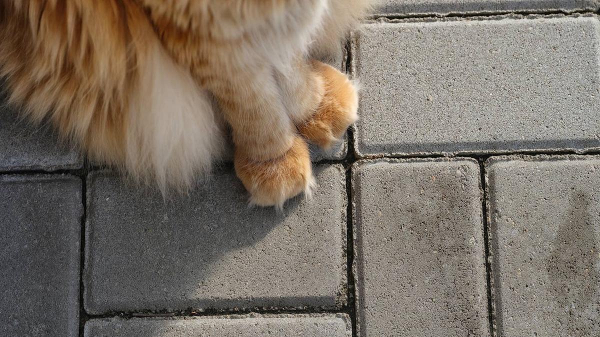 Woman holding a big Maine Coon cat in her arms.