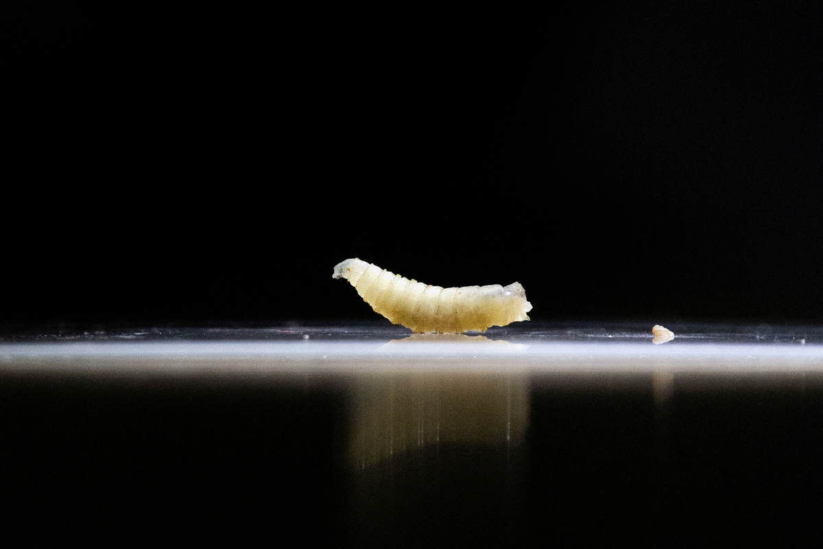 FILE PHOTO: A sample of screwworms collected in the morning are displayed at the veterinary clinic as the Mexican government and ranchers struggle to control the spread of this flesh-eating pest, in Tapachula, Chiapas state, Mexico July 4, 2025. REUTERS/Daniel Becerril/File Photo