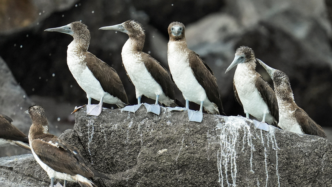 Displaced by El Niño, South American seabirds flock to Panama