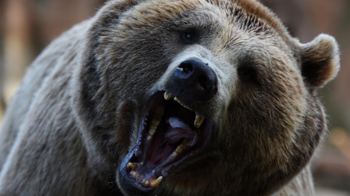 Reporter Covering Bear Attack Gets Surprise Visit From Real Bear 