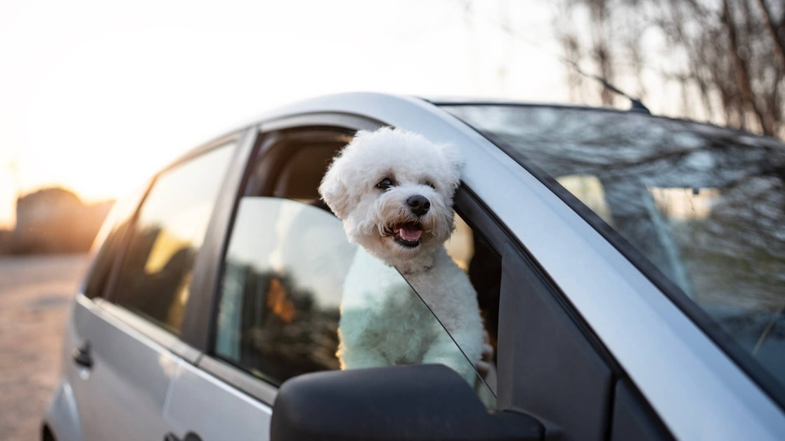 Little Dog's Unhinged Excitement As She Realizes She's Going to Her Grandparents' House Is Worth Watching on Repeat 