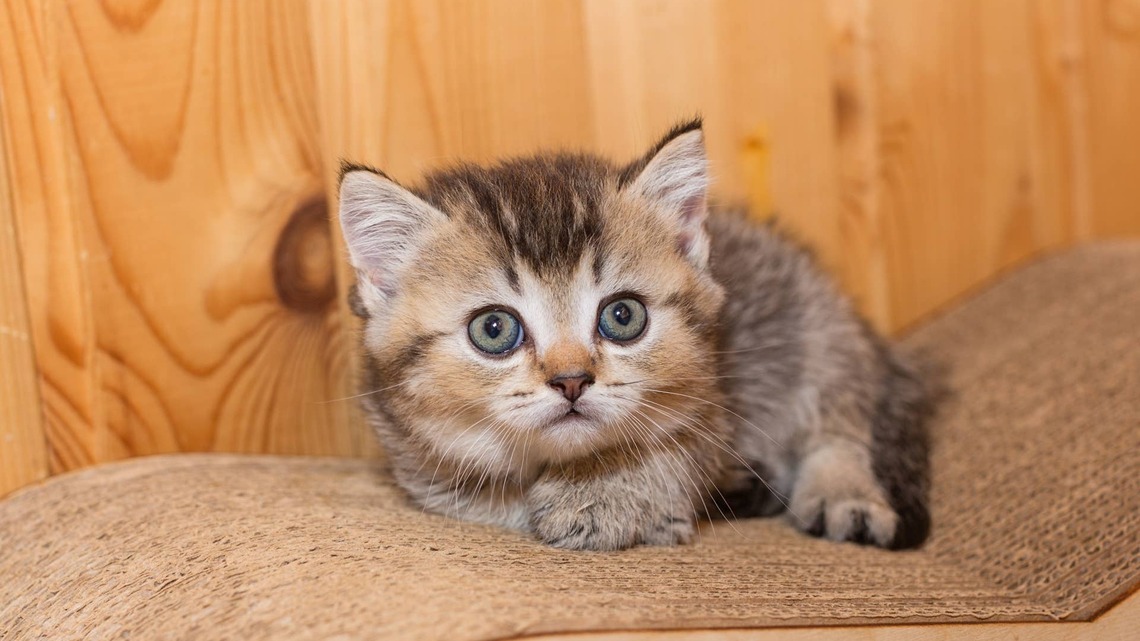 Sweet Munchkin Kitty Is So Tiny, He's Basically a Legit 'Kitten Nugget' 