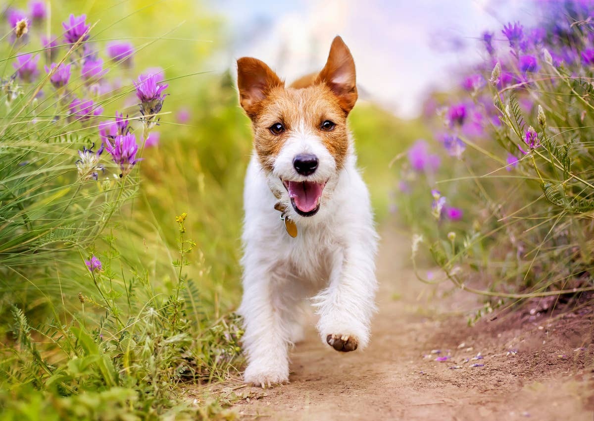  A happy dog hearing its name being called by its pet parent.