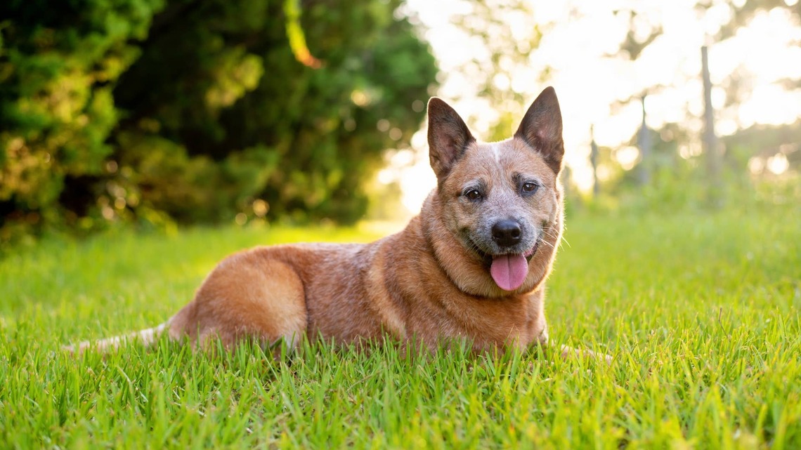 Australian Cattle Dog Addicted To Twerking Is Sending People: 'I Need Her To Collab With Shakira' 