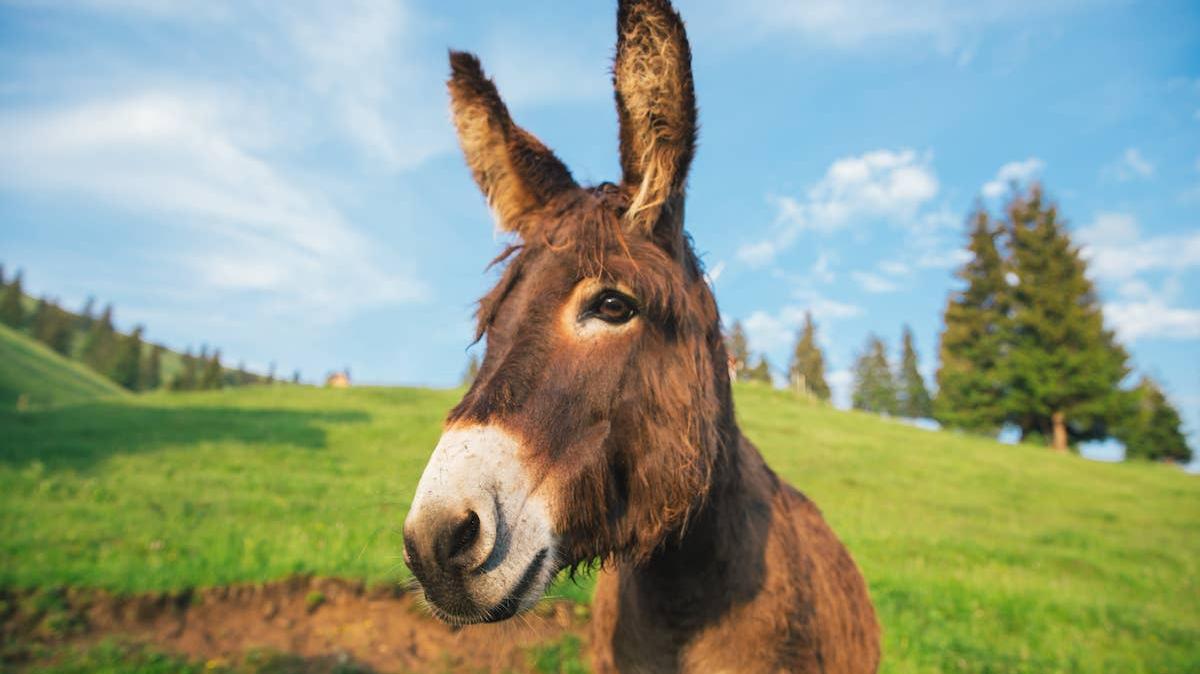 Donkey in pasture. 