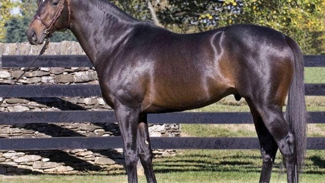 Pensioned Gainesway Stallion Orientate Dies At 28 