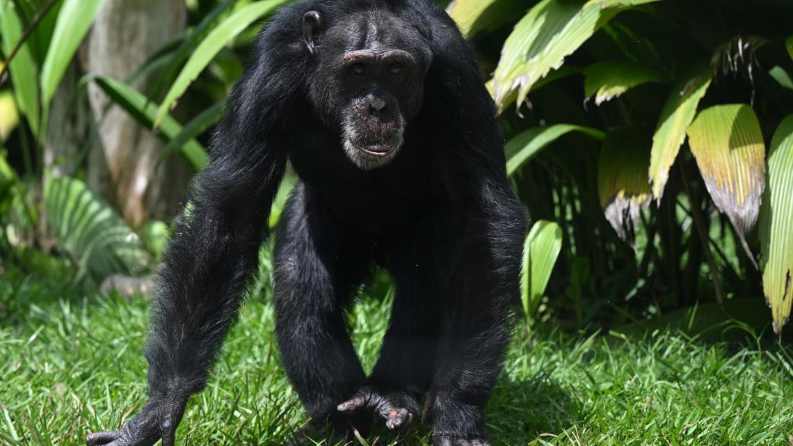 Yoko, the chimpanzee, walks on its enclosure at Ukumari Biopark in Pereira, Colombia on March 22, 2025. "Yoko, the last chimpanzee in captivity in Colombia, will be transferred to an animal sanctuary in Brazil. (Photo by Raul ARBOLEDA / AFP) (Photo by RAUL ARBOLEDA/AFP via Getty Images)