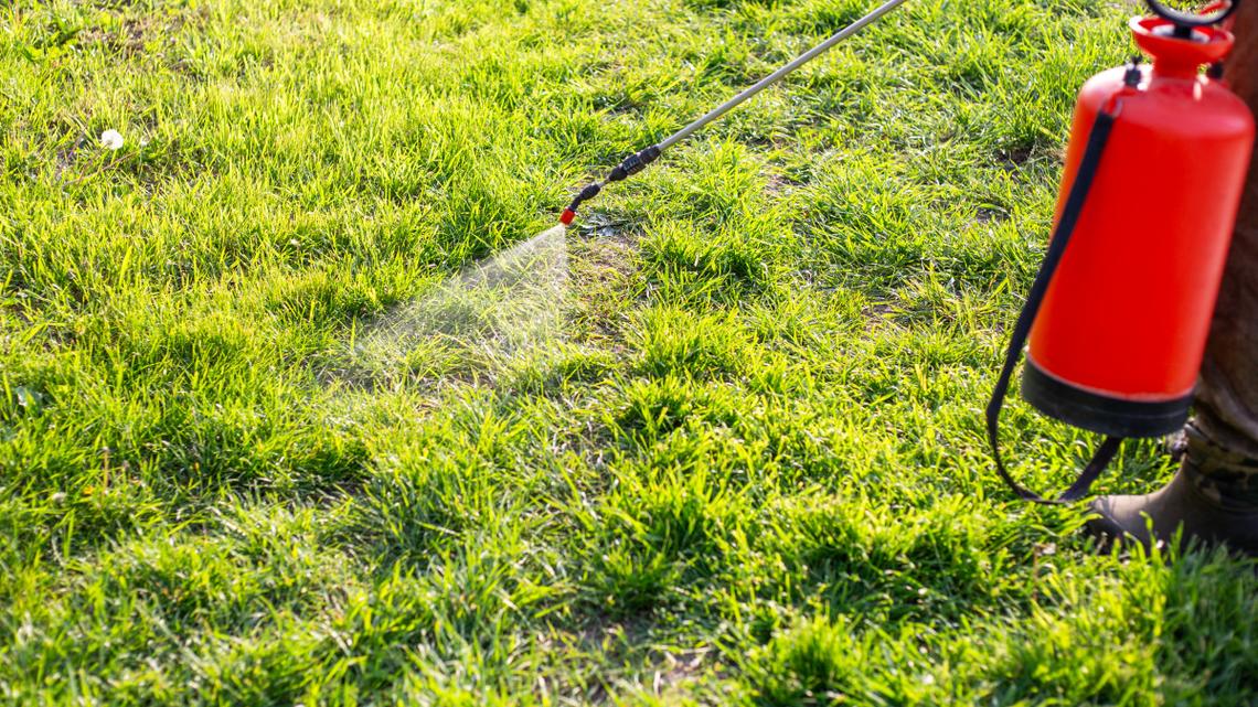 Wait For This To Happen Before Spraying Your Lawn for Weeds 