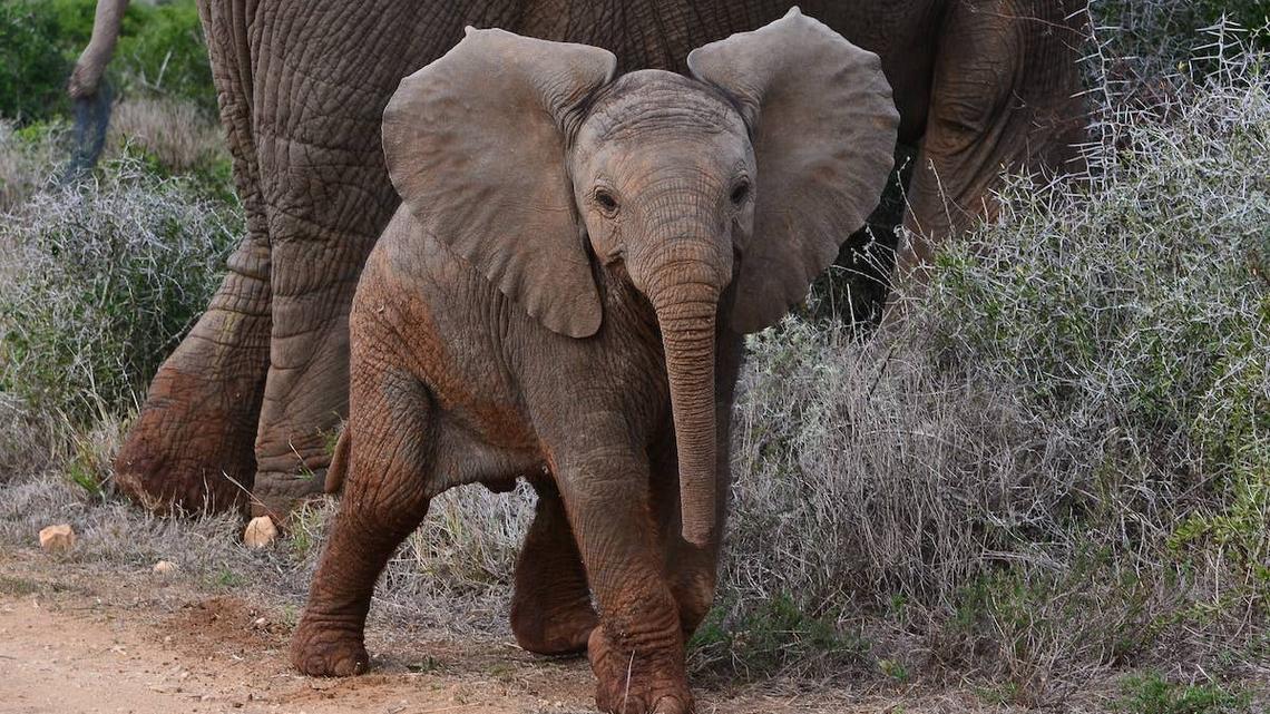 Baby Elephant Trapped in Well Gets the Sweetest Second Chance 