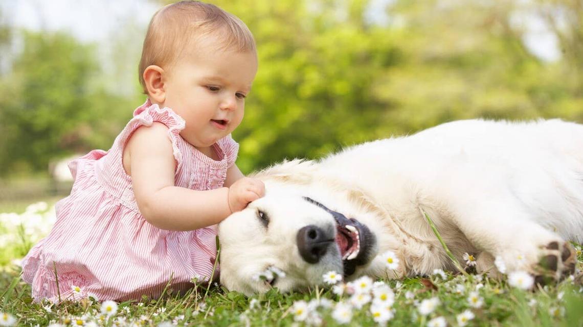 Gentle Golden Retriever Watches Sweet Baby Discover Something New