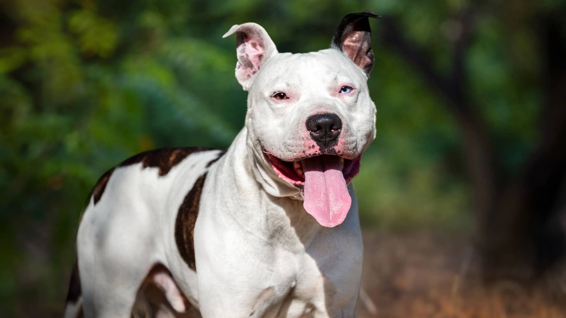 Rescued Bully's Peaceful New Life Is the Moment of Hope We All Needed
