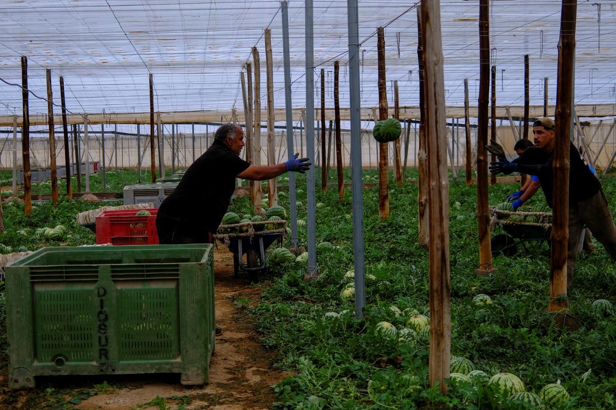 Migrants from Morocco arrange watermelons inside of a plastic-covered greenhouse in Almeria province, home to Europe’s largest concentration of agricultural greenhouses, in Nijar, Spain, April 25, 2026. Almeria province has more than 30,000 hectares of intensive crops under plastic, employing around 80,000 people, local people, documented and undocumented migrants, according to unions and authorities. REUTERS/Nacho Doce