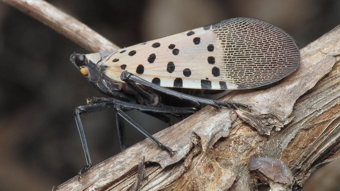 Clemson researcher gets federal grant to find ways to fight these dangerous invasive insects