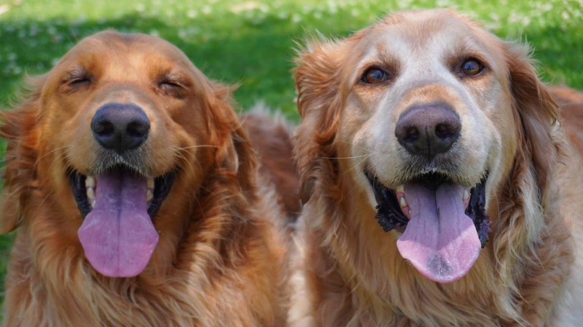 Golden Retriever brothers. 