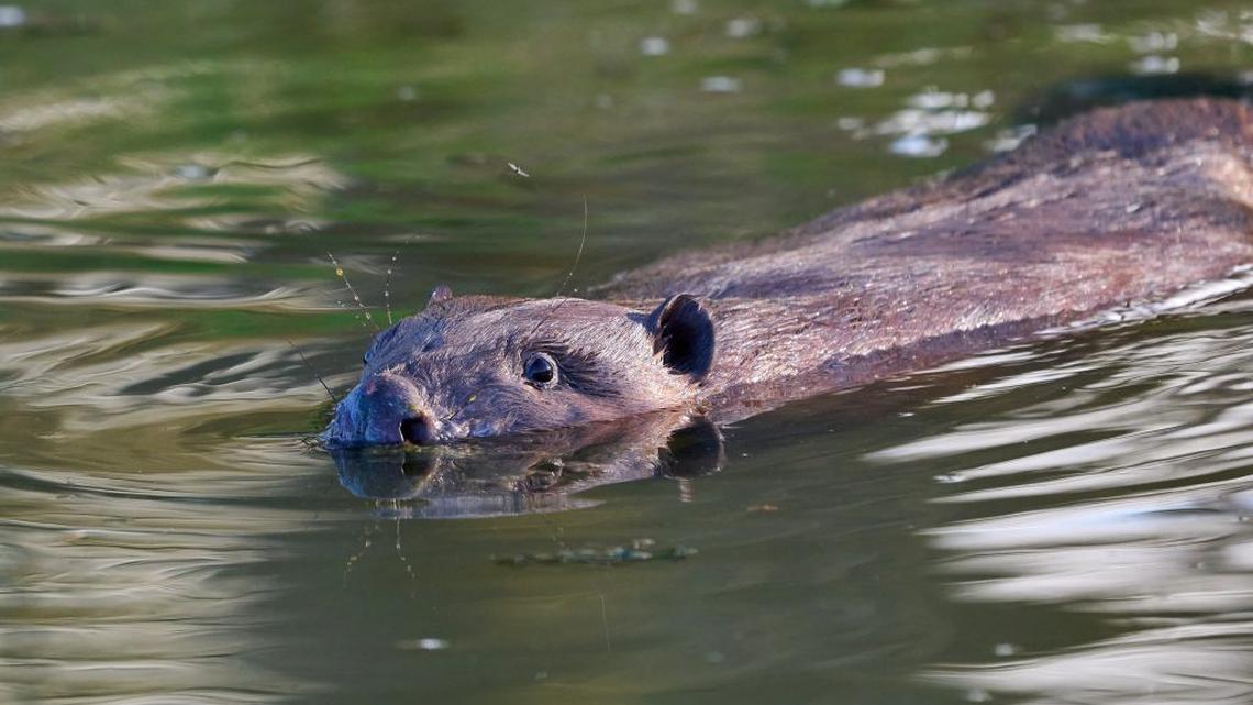 Family of beavers released into wild for first time in 400 years