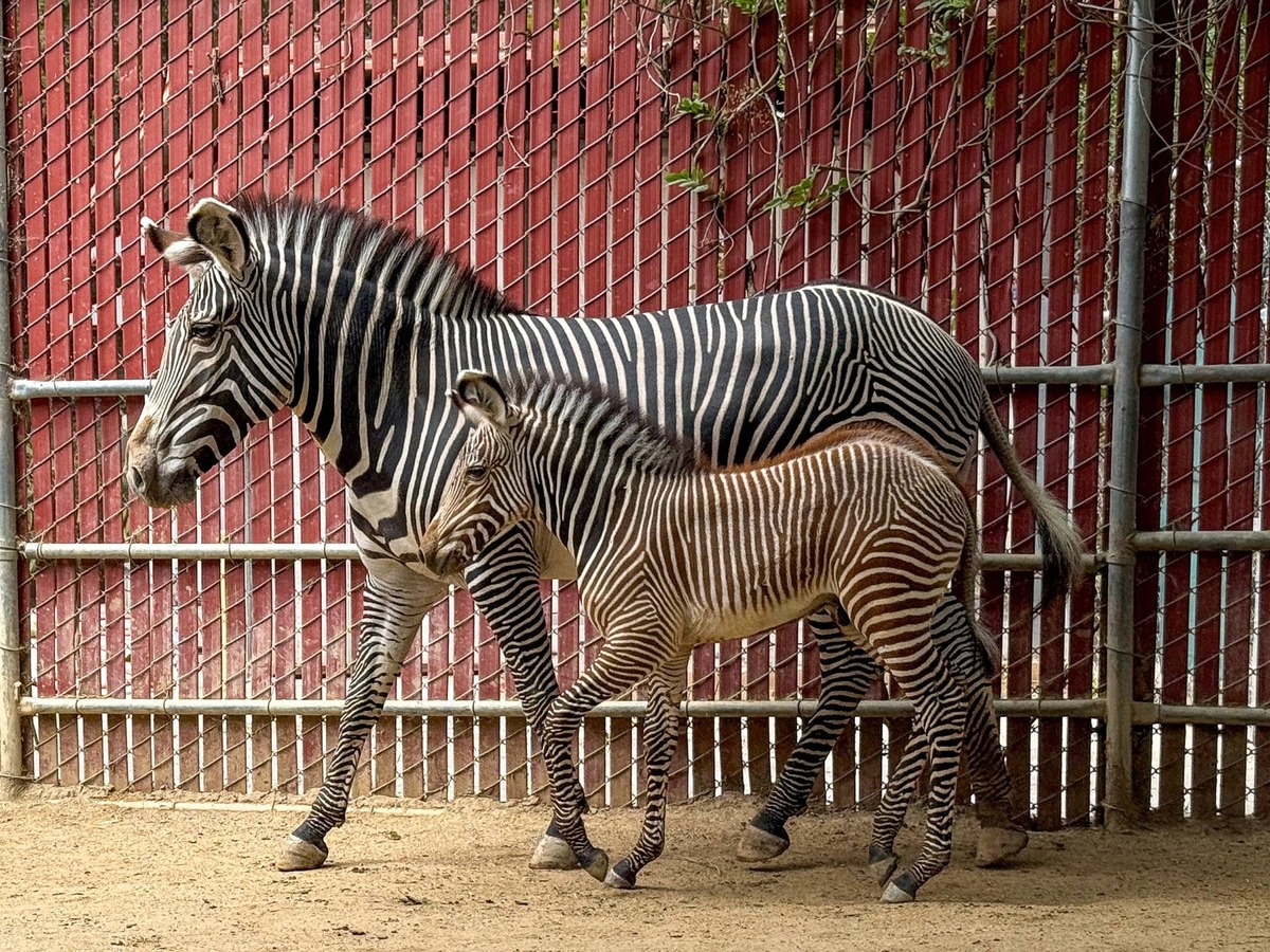  Female Grevy's zebra with her male foal.