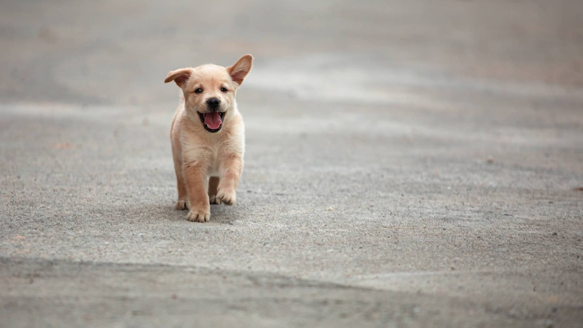 Puppy Lives With 2 Rabbits and Learns To Hop Just Like Them
