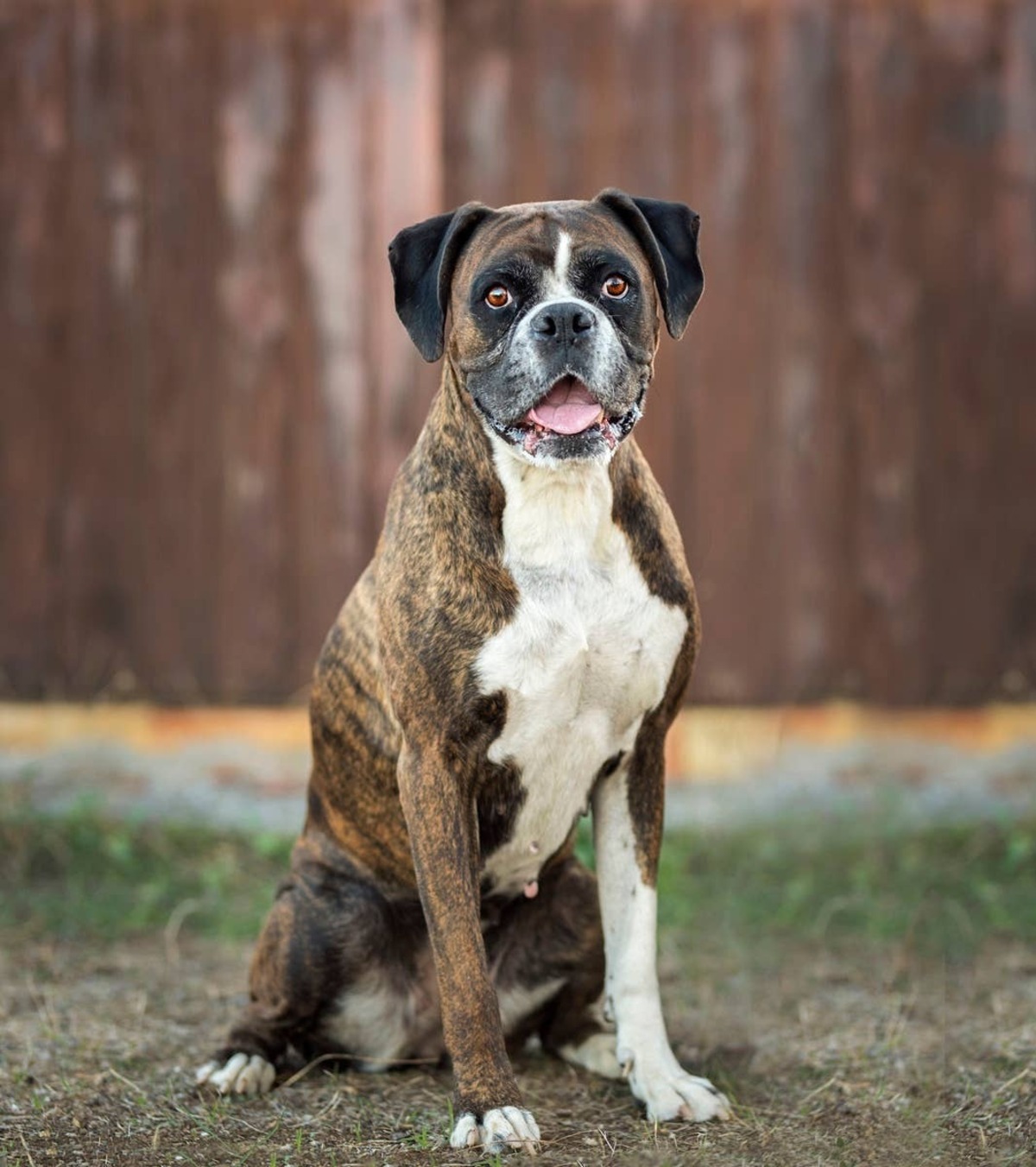  Boxers are playful, energetic, and great with families.