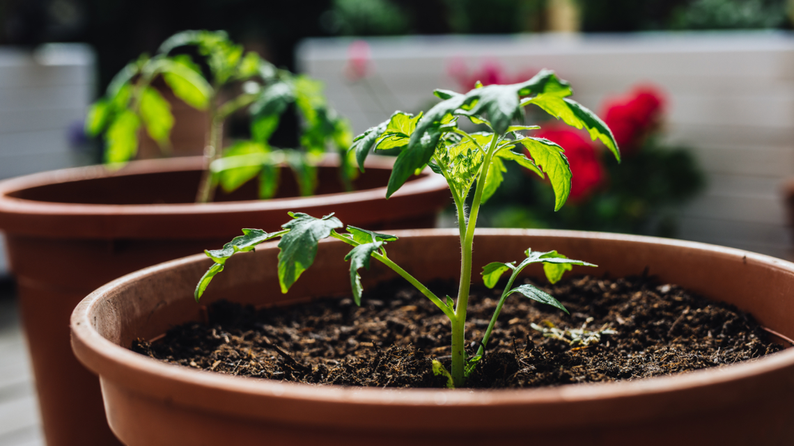 The Easiest Vegetables to Grow in Pots and Window Boxes 