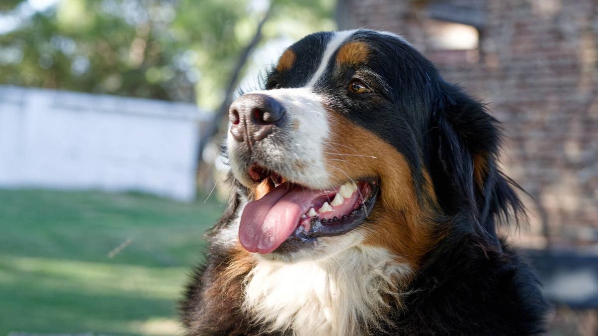 Happy Bernese Mountain dog. 