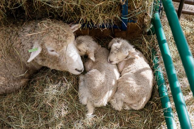  Newborn lambs in the barn at Sterling College in Craftsbury Common, Vermont, which focuses on agriculture and related disciplines. The college will close at the end of this semester. Credit: Oliver Parini for The Hechinger Report