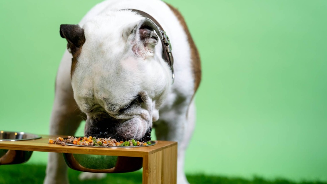 Popular Dog Food Recalled Due to Bacteria Causing Nausea and Bloody Diarrhea 