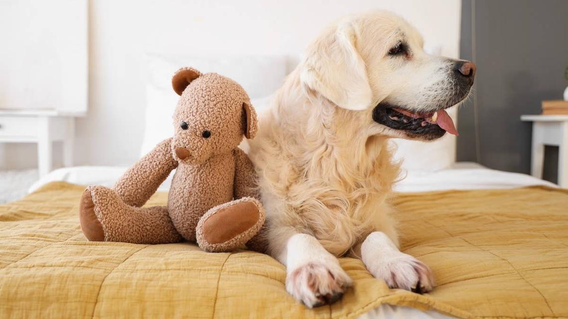 This Sweet Golden Retriever Misses Her Stuffed Animals During Laundry Day 