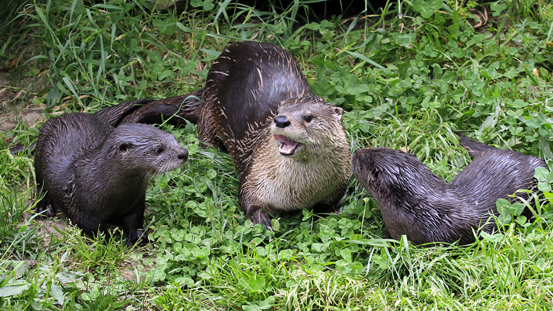River otter spotted on San Mateo Coast is believed to be first since 1800s