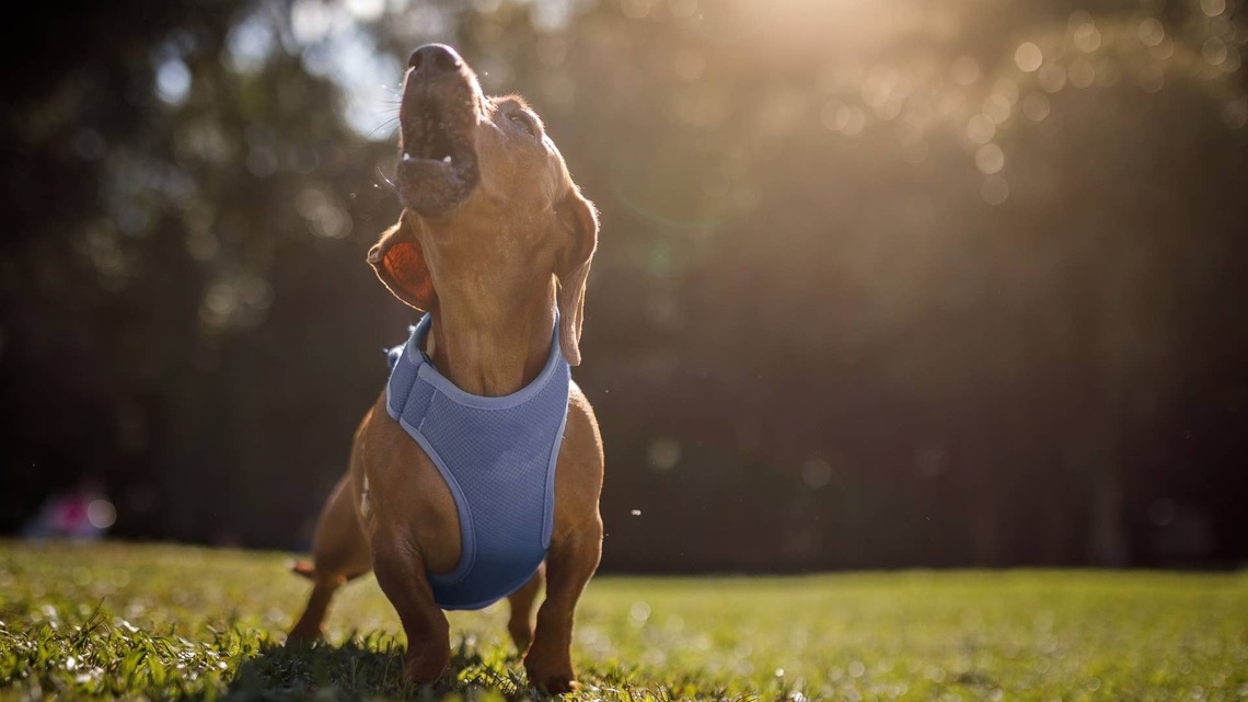 Why Does My Dachshund Bark at Everything? What's Behind It 