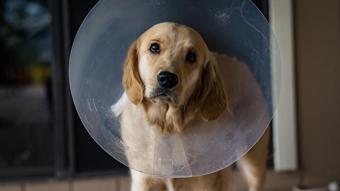 Golden Retriever Wears Cone To Support Brother in Precious Clip 