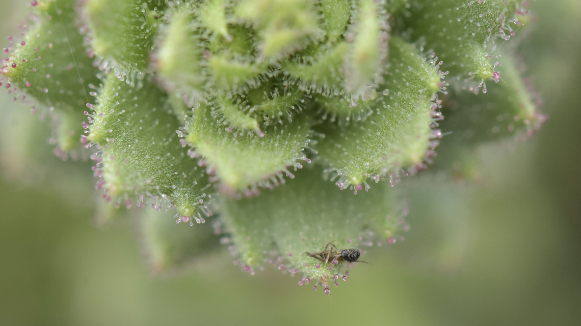 Darwin was right: These plants are carnivores