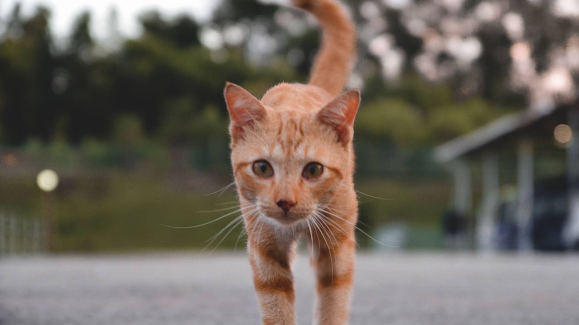 Stray Orange Cat's Joy Over ‘Food Lady' Coming Back to Visit Is the Sweetest Thing 