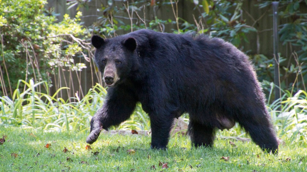 Mama Bear Relaxes on a Patio Chair Like a Human: 'I Just Know She Deserves This Break'